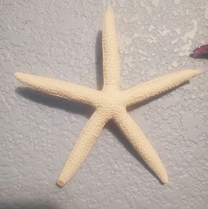 Starfish + sanddollar wallart